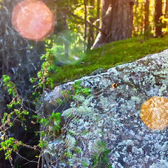 Image showing Spider On The Web In Forest