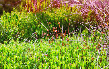 Image showing Green Moss With Boll Closeup