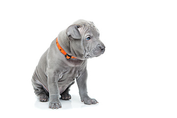 Image showing Thai ridgeback puppy isolated on white