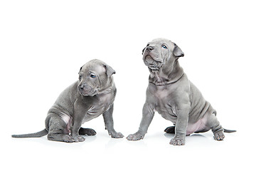 Image showing Two thai ridgeback puppies isolated on white