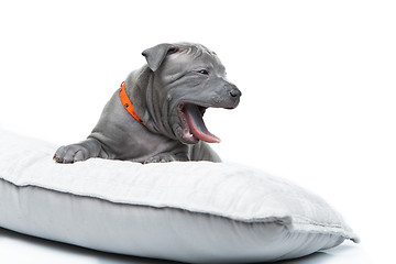 Image showing Thai ridgeback puppy isolated on white