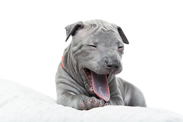 Image showing Thai ridgeback puppy isolated on white