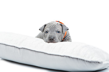 Image showing Thai ridgeback puppy isolated on white