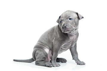 Image showing Thai ridgeback puppy isolated on white