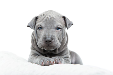 Image showing Thai ridgeback puppy isolated on white