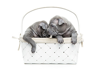 Image showing Two thai ridgeback puppies in basket isolated on white