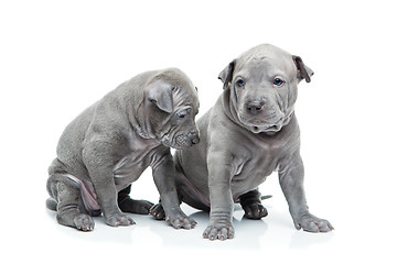 Image showing Two thai ridgeback puppies isolated on white