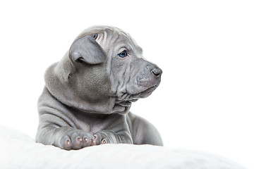 Image showing Thai ridgeback puppy isolated on white