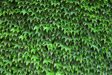 Image showing green leaves texture