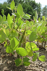 Image showing green soja plant
