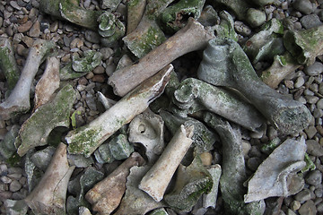 Image showing old bones in the wild nature