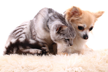 Image showing cat and chihuahua are resting