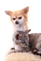 Image showing cat and chihuahua are resting