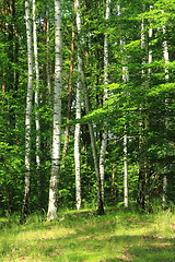 Image showing green birch forest