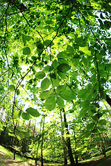 Image showing green forest background