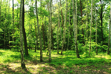 Image showing green forest background