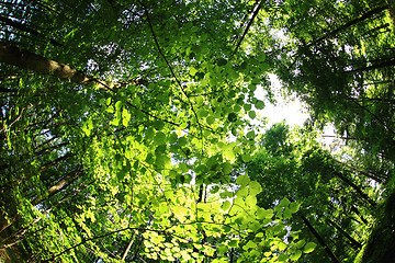 Image showing green forest background