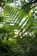 Image showing green forest background