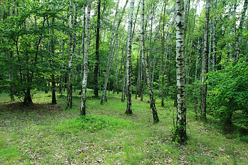 Image showing green birch forest