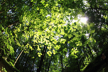 Image showing green forest background