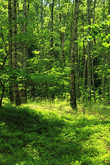 Image showing green forest background