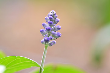 Image showing Blooming blue bugleweeds Ajuga