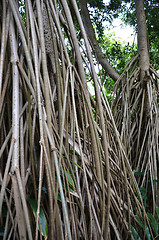 Image showing Seychelles stilt palm