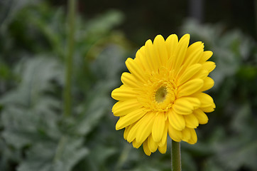 Image showing Gerbera flower in a garden