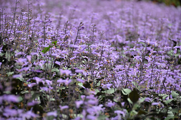 Image showing Plectranthus Mona Lavender flowers