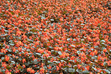 Image showing Flowers begonia. Begonia is a flower of extraordinary beauty