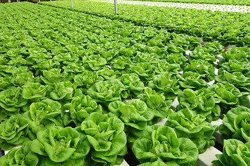 Image showing Commercial greenhouse soilless cultivation of vegetables