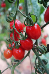 Image showing Cherry tomatoes grow in the garden