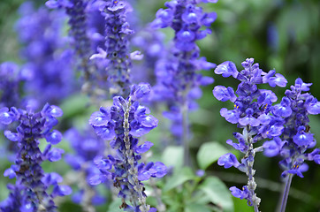 Image showing Blooming blue bugleweeds Ajuga