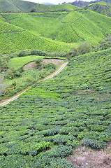 Image showing Tea plantation located in Cameron Highlands