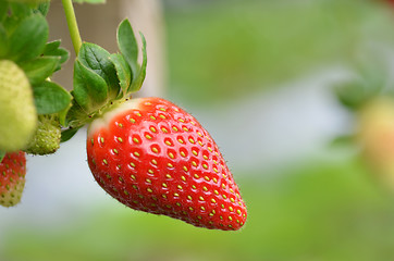 Image showing Fresh strawberries that are grown in greenhouses