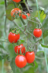 Image showing Fresh red tomatoes