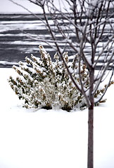 Image showing Winter snow.