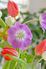 Image showing Open tulip  in spring time