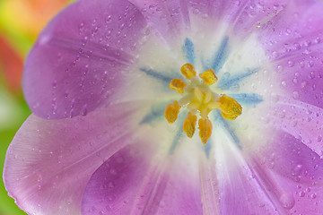 Image showing Open tulip with dew drops