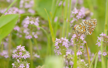 Image showing Monarch butterfly feeding