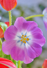 Image showing tulips with dew drops