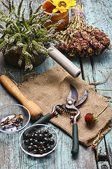 Image showing Medicinal herbs and plants