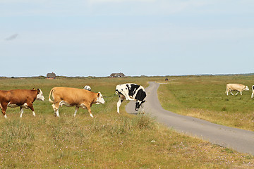 Image showing Cows in a Danish landscapes in the summer