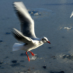 Image showing bird seagull