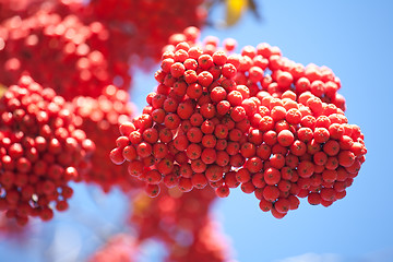 Image showing bunch of ashberries 