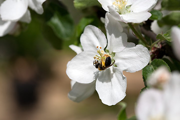 Image showing small bee