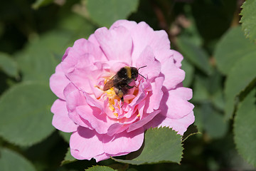 Image showing bee on rose