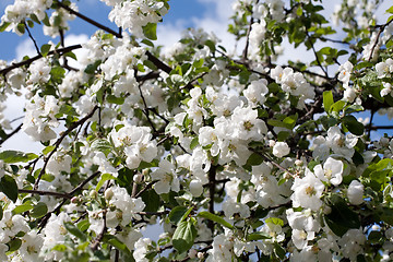 Image showing apple trees blossom