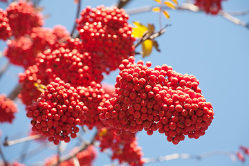 Image showing bunch of ashberries 