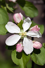 Image showing apple flower and buds